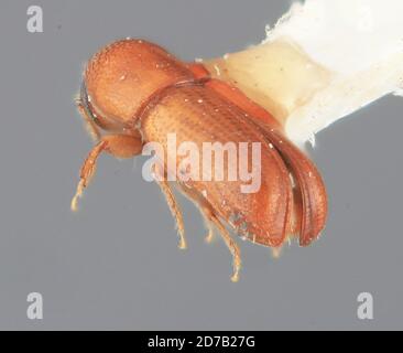 Pinned, Fort Clayton, Canal Zone, Panama, Araptus exigialis Wood, 1974, Animalia, Arthropoda, Insecta, Coleoptera, Curculionidae, Scolytinae Stock Photo