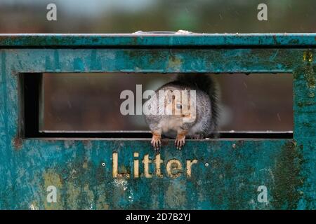 Grey squirrel Sciurus carolinensis inside litter bin looking for food outside Kelvingrove Art Gallery and Museum, Glasgow, Scotland, UK Stock Photo