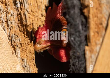 A hen watches cautiously through a hole in the old wooden door of the pen in which she is trapped. Stock Photo