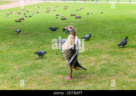 Egyptian Goose , Alopochen aegyptiacus, spreading wings on the grass in park.Germany. Stock Photo