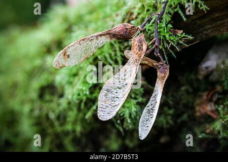 Close-up of sycamore seeds acer pseudoplatanus Stock Photo