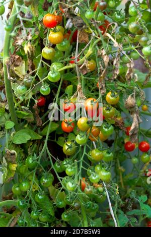 Bunches of red-green cherry tomatoes in a greenhouse. Stock Photo