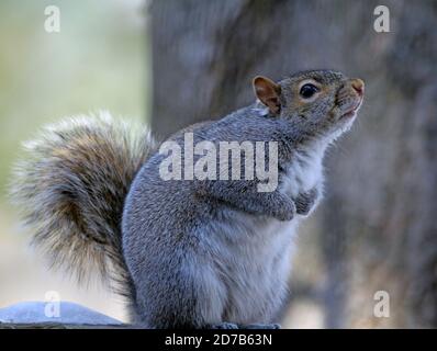 Close-up of a chubby Eastern gray squirrel (Sciurus carolinensis) clutching its front paws while sitting on a snow-covered deck railing in winter Stock Photo