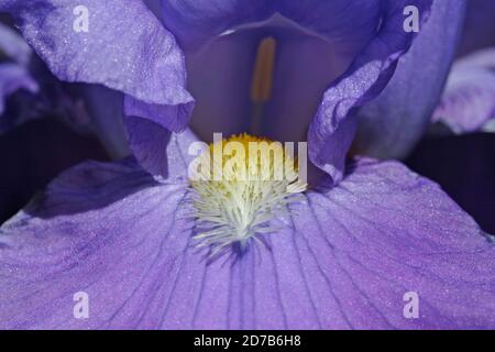 Extreme close-up of a German bearded iris (Iris x germanica) Stock Photo