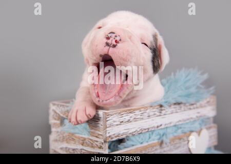 American Bulldog puppy dog is yawning on gray Stock Photo