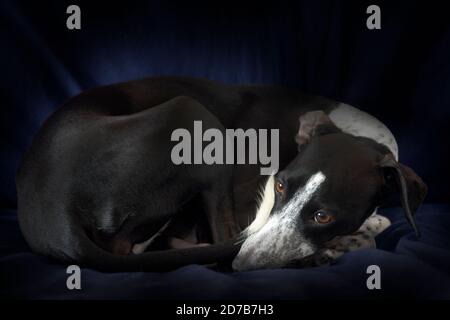 Small Greyhound Resting on Blue Bed After Jumping Around Stock Photo