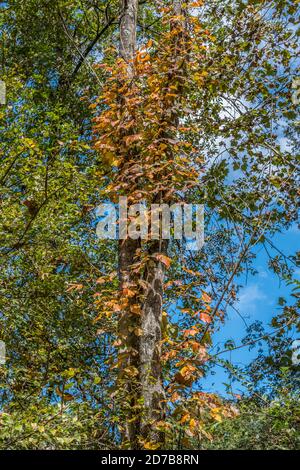 A poison ivy vine growing up a tree trunk changing colors in the autumn season an invasive species in the woodlands on a bright sunny day in fall Stock Photo