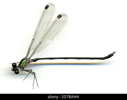 Gangs Insect San Pedro Sula, Cortes, Honduras. 21st Dec, 2022. The elite gang task ...