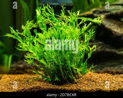 Aquatic fern (Microsorum pteropus – Windelov) isolated on a fish tank with blurred background Stock Photo