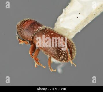 Pinned, Las Vigas, Veracruz, Mexico, Hydriomena proba Druce, 1893 ...
