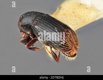 Pinned, Fort Clayton, Canal Zone, Panama, Cnesinus retifer Wood, 1967, Animalia, Arthropoda, Insecta, Coleoptera, Curculionidae, Scolytinae Stock Photo