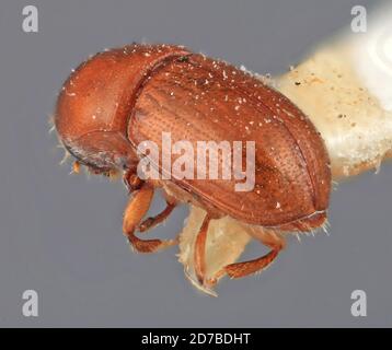 Pinned, Fort Clayton, Canal Zone, Panama, Scolytodes perditus Wood, 1967, Animalia, Arthropoda, Insecta, Coleoptera, Curculionidae, Scolytinae Stock Photo