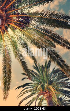 Summer park with palm trees (Montenegro Stock Photo - Alamy