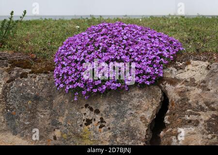 Bunch of aubretia flowers growing on the rocks in the park Stock Photo