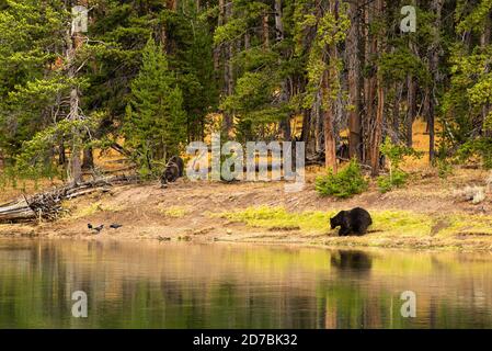 Grizzly bears and elk carcass killed in Yellowstone National Park, Yellowstone River in Hayden Valley, September 2020, guarding covered meat and antle Stock Photo