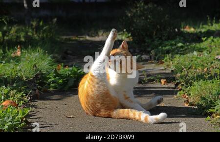Ginger cat stretching in the garden, view of the cat lying on the plants Stock Photo