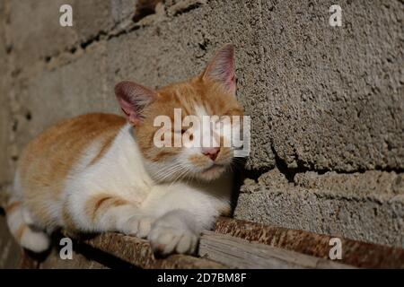 Orange white cat napping in the sun Stock Photo