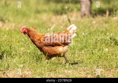 Red-headed laying hen free in a field of grass Stock Photo
