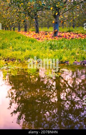 Ripe apples laying on the ground under rows of apple trees in Herefordshire in England in autumn Stock Photo