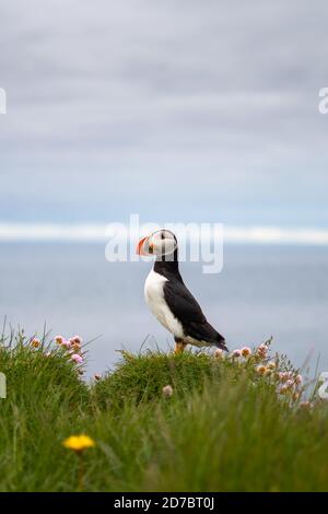 Puffins on the Latrabjarg cliffs, a promontory and the westernmost point in Iceland. Home to millions of puffins, gannets, guillemots and razorbills Stock Photo