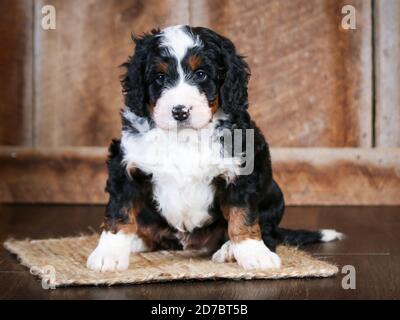 Tri-colored F1 Mini Bernedoodle at 8 weeks old. looking at the camera in fall scene Stock Photo