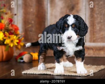 Tri-colored F1 Mini Bernedoodle at 8 weeks old. looking at the camera in fall scene Stock Photo