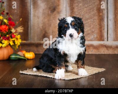Tri-colored F1 Mini Bernedoodle at 8 weeks old. looking at the camera in fall scene Stock Photo