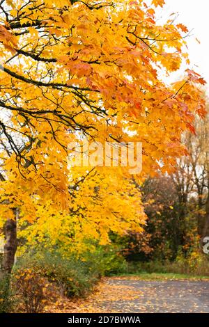 Strong autumn colours on Norway maple trees, in a gradient from orange and red through to green. Changing seasons, autumnal, fall, parks, maple, UK Stock Photo