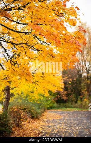 Strong autumn colours on Norway maple trees, in a gradient from orange and red through to green. Changing seasons, autumnal, fall, parks, maple, UK Stock Photo