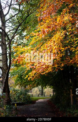 Beech tree with autumnal colours orange red and yellow in amongst greens above a pathway in a country park, England UK. Changing seasons, fall, autumn Stock Photo