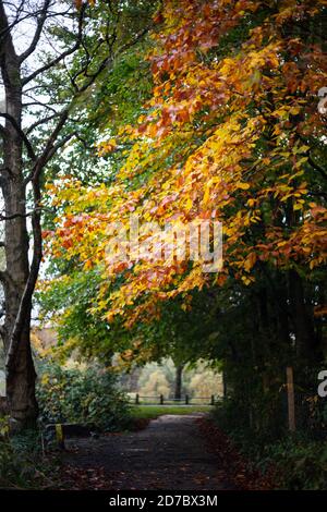 Beech tree with autumnal colours orange red and yellow in amongst greens above a pathway in a country park, England UK. Changing seasons, fall, autumn Stock Photo