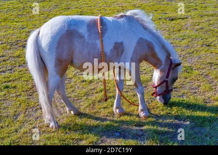 Pony grazes on a green meadow. Pony or small horse eating grazing on green grass. Stock Photo