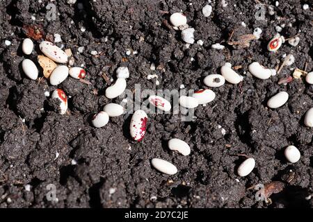 Various bean seeds on wet soil being planted Stock Photo