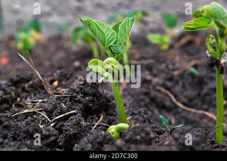 Young bean sprouts growing their first leaves Stock Photo