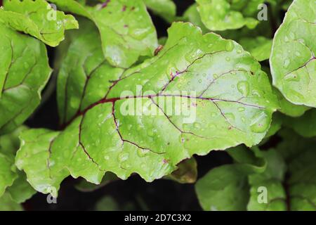 Macro view of the red veins on a beet leaf Stock Photo