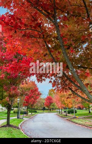 Beautiful Autumn Foliage on a Residential Neighborhood Street in Ohio, USA Stock Photo