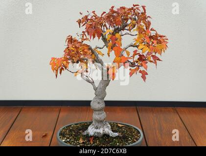 Japanese Maple bonsai tree with red and yellow leaves in the Fall