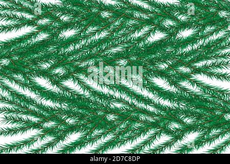Christmas Branch Holly Twig Pine Stems Stock Vector (Royalty Free)  2215110553