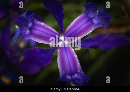 Water droplets on flower Stock Photo