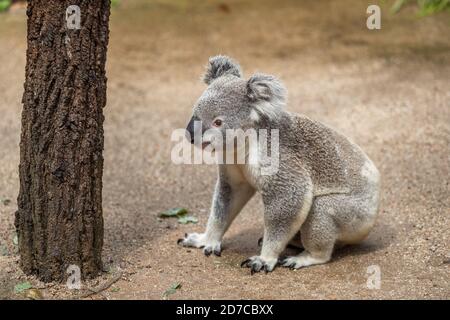 Koala walking on ground in Australia Stock Photo