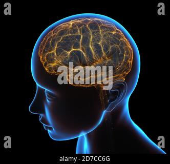 X-ray of the head and human brain in concept of neural connections and electrical pulses. Stock Photo