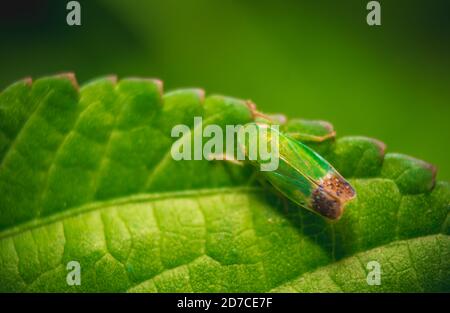 Green leaf insect on Green Leafs. Insects / Bugs - Leaf insect (Phyllium bioculatum) or Walking leaves. Macro image of a beautiful Leaf Insect, Sabah, Stock Photo