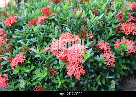 Beautiful Ixora Coccinea flower images Stock Photo