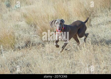 Weimaraner running Stock Photo