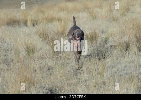 Weimaraner running Stock Photo