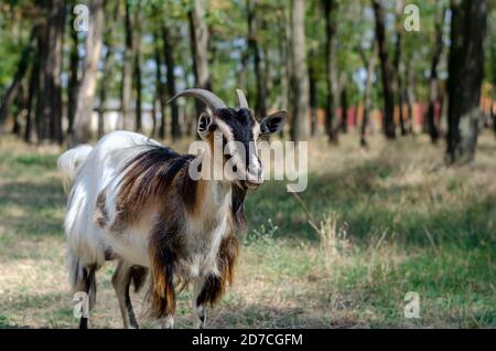 Portrait of a white-brown grazing goat. A long-haired goat grazes on a green lawn on a sunny summer day. Pets. Stock Photo