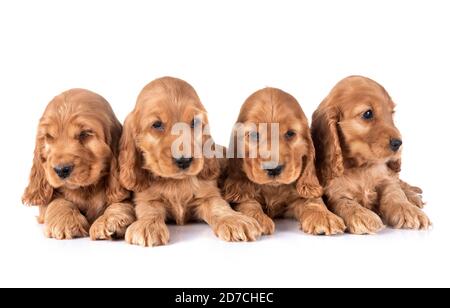 puppies cocker spaniel in front of white background Stock Photo