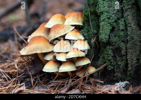 Enokitake mushroom, enoki, futu, seafood mushroom, growing edible gourmet and medicinal fungi on trees. Fungi growing in autumn pine forest