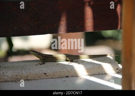 a little green lizard on a tree under the sun Stock Photo