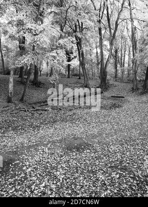 Black and White Landscape, Peaceful Woodland, Clayfield Copse, Emma Green, Caversham, Reading, Berkshire, England, UK, GB. Stock Photo